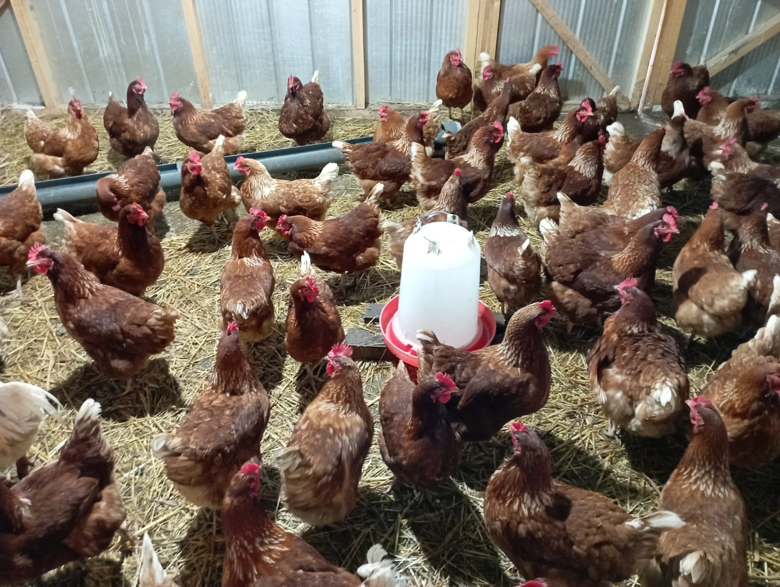 Nuestras gallinas libres en el campo
